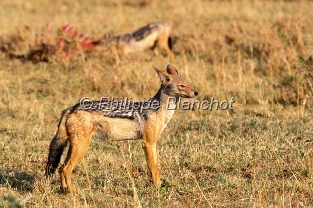 kenya 41.JPG - ChacalBlack-backed JackalCanis mesomelasRéserve de Masai MaraMasai Mara National ReserveKenya